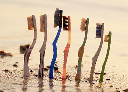 A row of old toothbrushes stuck in the sand on the beach
